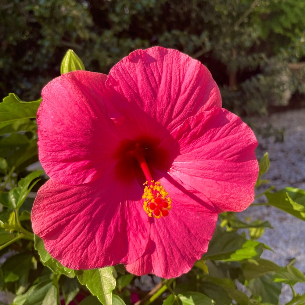 Meet your Posher, Ava